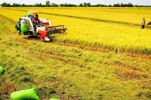 Bộ Tài chính đề xuất miễn thuế sử dụng đất nông nghiệp đến năm 2030