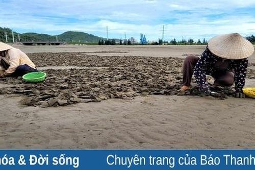 Cào ngao nhớt nơi cửa biển Nghi Sơn