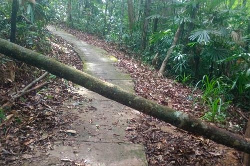 Kbang: Vào thác K50 chơi, 1 người phụ nữ bị cây ngã đè tử vong