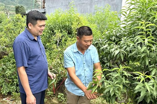 Làm giàu từ đa dạng cây trồng