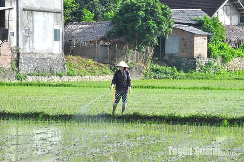 Sớm ngăn chặn sâu bệnh hại cây trồng vụ mùa