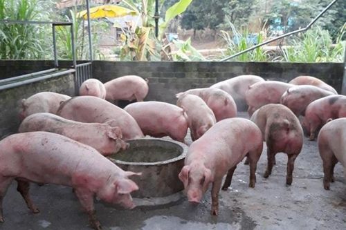 Ngày 3/7: Giá heo hơi tiếp đà giảm khoảng 1.000 đồng/kg