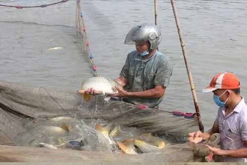 Bắc Ninh: Sản lượng thủy sản sáu tháng đầu năm 2024 ước đạt 20,236 tấn