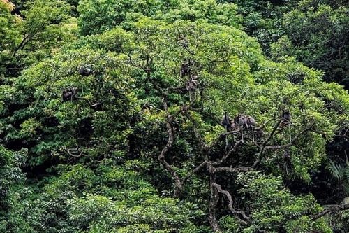 Quảng Bình: Phát hiện nhiều động vật quý hiếm tại Khu dự trữ thiên nhiên Động Châu-Khe Nước Trong