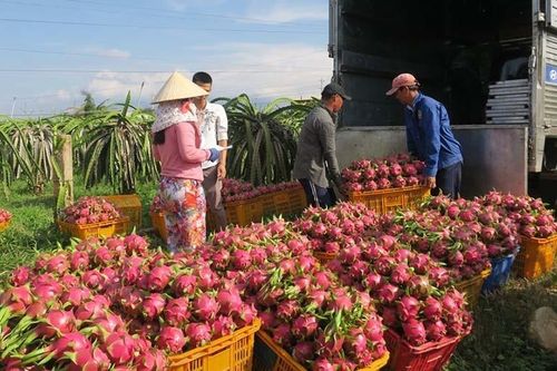 HTX tận dụng hệ thống thương lái thúc đẩy chuỗi liên kết sản xuất tiêu thụ