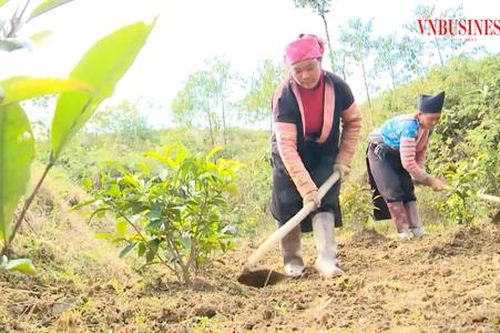 'Xẻ núi' làm nông nghiệp kết hợp du lịch trải nghiệm ở Sìn Hồ