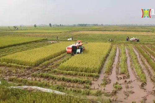 Đề xuất miễn thuế sử dụng đất nông nghiệp thêm 5 năm