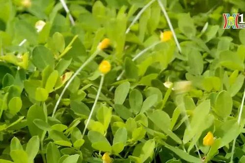 Hoa vàng trên cỏ xanh ở đường Xuân Tảo