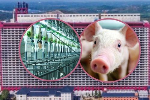 Cuộc sống 'quý tộc' của hơn 1 triệu con lợn trong 2 tòa nhà 26 tầng ở Trung Quốc