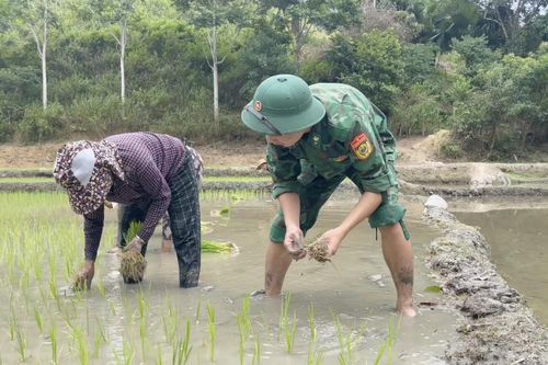 Đội nắng, lội bùn, bộ đội cùng dân cấy lúa