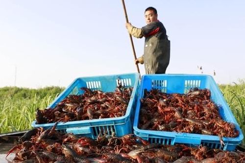 Nguy hại từ việc mua bán các sinh vật ngoại lai