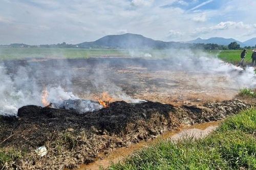 Hà Tĩnh: khẩn trương cắt lúa, xử lý sự cố tràn dầu ra đồng ruộng