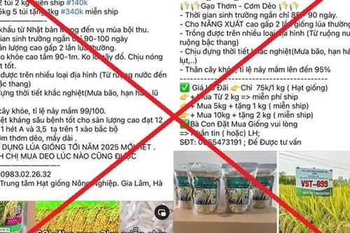 Thái Bình: lừa bán thóc giống để chiếm đoạt gần 8 tỷ đồng