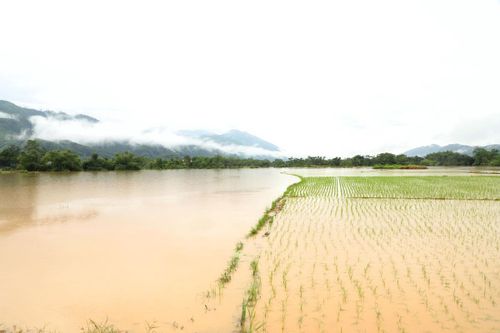 Mưa lớn gây thiệt hại ở nhiều địa phương