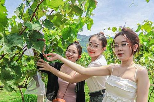 Nô nức check-in vườn nho duy nhất ở ngoại ô Đà Nẵng