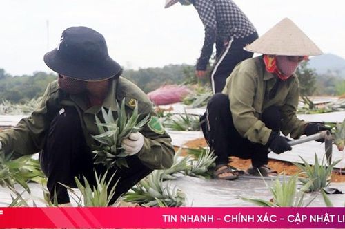 Vũ Quang trồng thí điểm 5 ha giống dứa Cayen