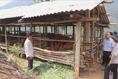 Người trưởng thôn uy tín của đồng bào Cor