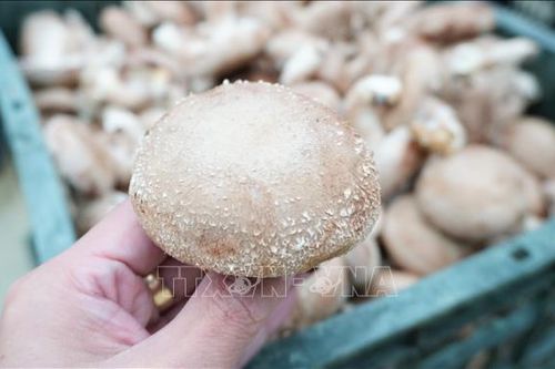 Hiệu quả từ mô hình trồng nấm hương tại Yên Bái