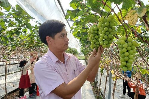 Bỏ việc lương cao về quê trồng cây quý tộc, anh nông dân thu lãi nửa tỷ đồng/năm