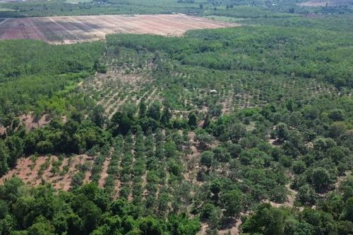 Gia Lai: Doanh nghiệp muốn chuyển đổi hàng trăm ha cây trồng, Chi cục bảo được, huyện nói không
