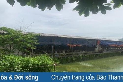 Người cựu chiến binh nuôi gà đẻ 'trứng vàng'