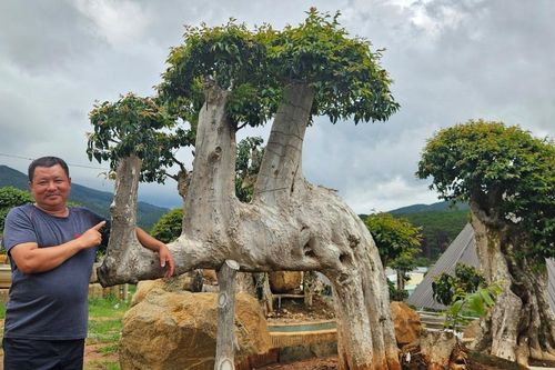 Mê mẩn vườn bằng lăng bonsai 'độc nhất vô nhị' ở Mang Yang