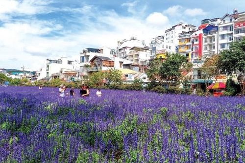 Đà Lạt: Bốn mùa thương
