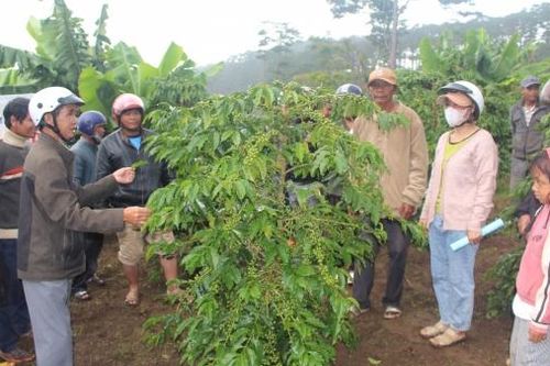 Chuyển giao kỹ thuật trồng và chăm sóc cà phê chè cho đồng bào dân tộc K'Ho ở Đạ Sar