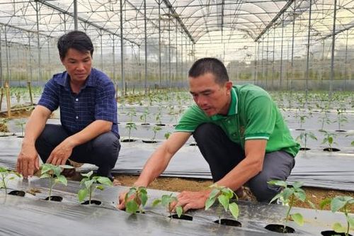 Hiệu quả từ chuyển đổi mô hình kinh tế ở Đam Rông