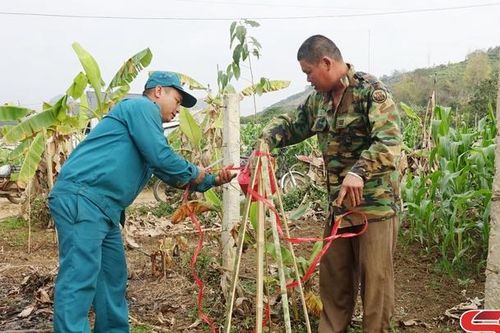 Phong trào trồng cây, trồng rừng ở Mai Sơn