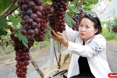 Du lịch trải nghiệm vườn nho ở Mộc Châu