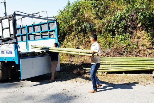 Bảo Lạc phát triển kinh tế đồi rừng