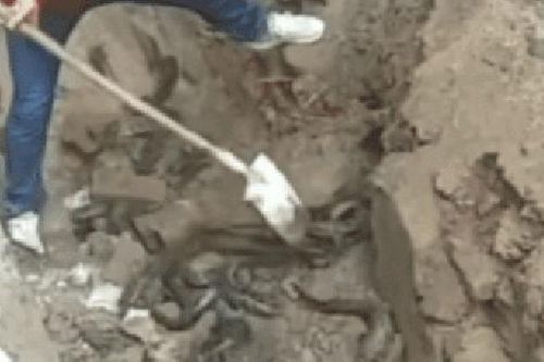 Một người đàn ông đào ra đàn sinh vật màu đen sống dưới nền móng nhà: Ở Việt Nam không còn lạ gì!