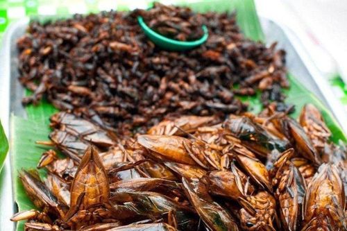 Nguy cơ chết người vì những món ăn từ côn trùng