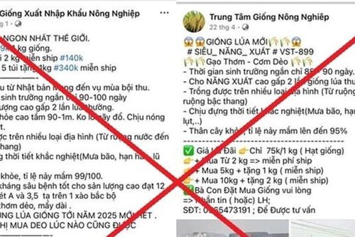Thái Bình: Khởi tố 7 người lừa bán thóc giống rởm trên mạng
