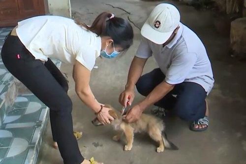 Đồng Nai tăng cường giải pháp phòng, chống dịch bệnh