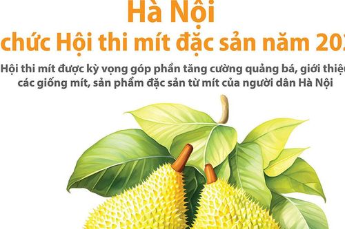 Hà Nội lần đầu tổ chức Hội thi các giống mít đặc sản