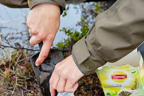 Tìm hiểu hoạt động của đất từ các túi trà