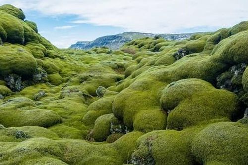Choáng ngợp dòng nham thạch phủ rêu có một không hai trên thế giới