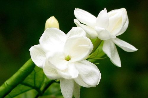 Loài hoa được coi là 'ngọc trắng' ở nước ngoài: Việt Nam mọc đầy