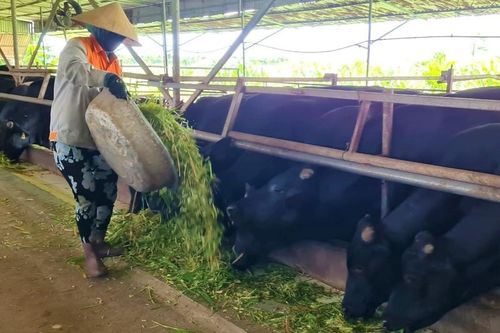 Chàng kỹ sư xây dựng bỏ việc về quê nuôi bò 3B thu tiền tỷ