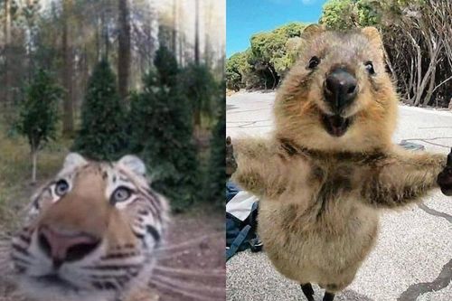 Độc lạ những bức hình 'selfie cũng muôn thú'