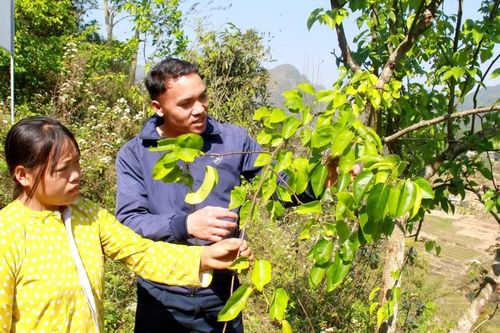 Vươn lên thoát nghèo từ mô hình cải tạo vườn tạp