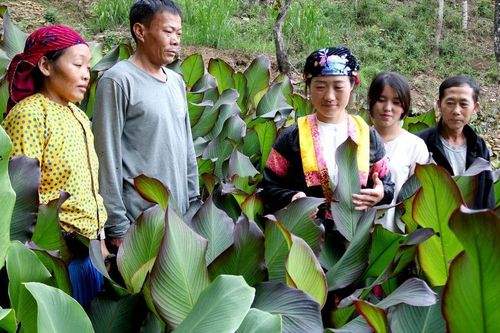 Nông dân Hà Giang giảm nghèo nhờ chuyển đổi cơ cấu cây trồng