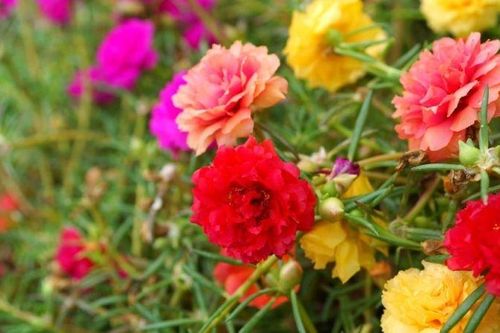 Chuyện tình 'Hoa mười giờ'