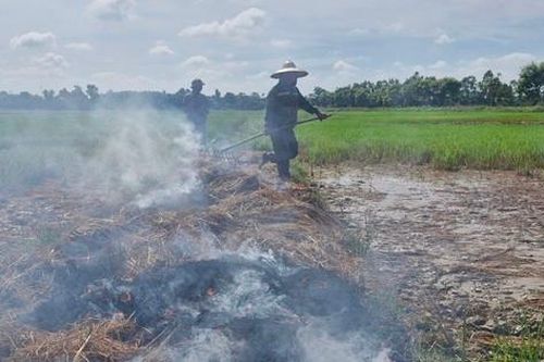Nhà thầu thi công cao tốc để rò rỉ dầu gây chết lúa: Đền bù cho người dân