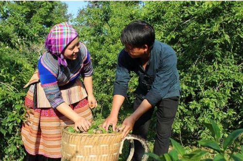 Đẩy mạnh công tác xây dựng gia đình văn hóa ở vùng cao tỉnh Lào Cai