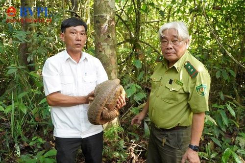 Thả một cá thể tê tê quý hiếm về rừng tự nhiên