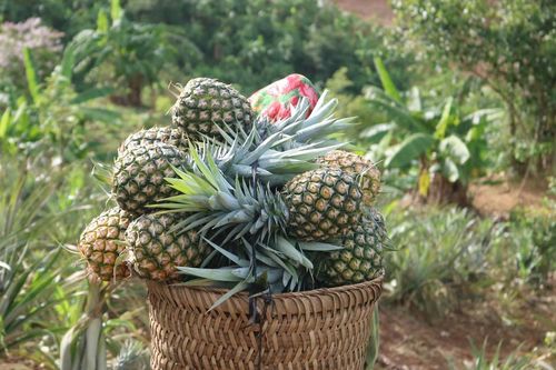 Kỳ Sơn vào mùa dứa mật