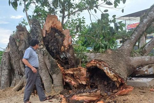Cây đa di tích lịch sử hơn 300 tuổi ở Nghệ An bị gãy đổ